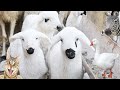 Lovely cute farm animal sound  zebra  sheep  cat   cow  duck  goat  chicken  animal moments