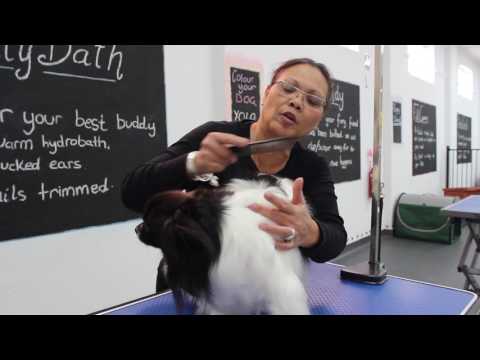 Wie ein langes Haar Hund putzen