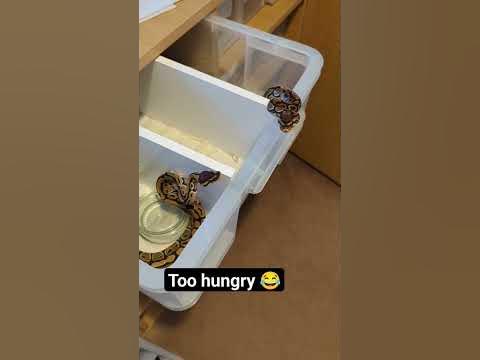 Hungry baby Ball Pythons escaping 😂🐍🔥 - YouTube