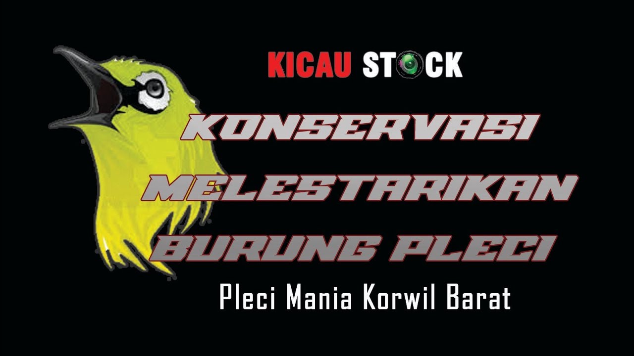 Konservasi Melestarikan Burung Pleci