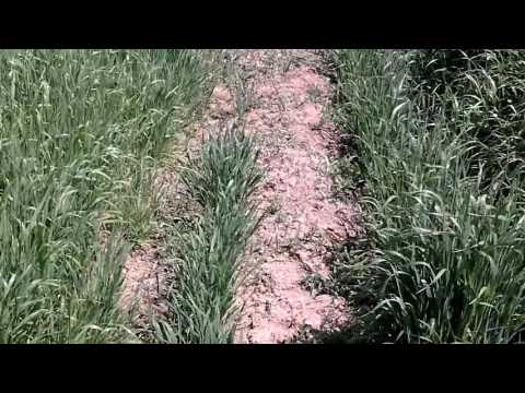 Video: Cómo cultivar hierba de teff: consejos para plantar hierba de teff como cultivo de cobertura