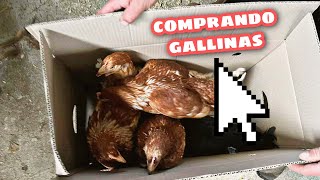 GALLINAS NUEVAS para el gallinero.