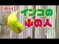【関西弁インコ】自分が何者かカミングアウトしました!
