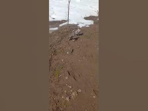 Кабк - YouTube