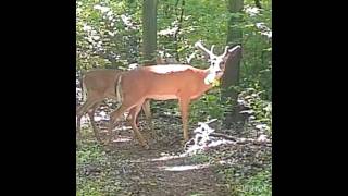 Buck munch