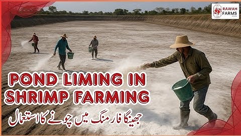 Pond liming in shrimp farming 🦐