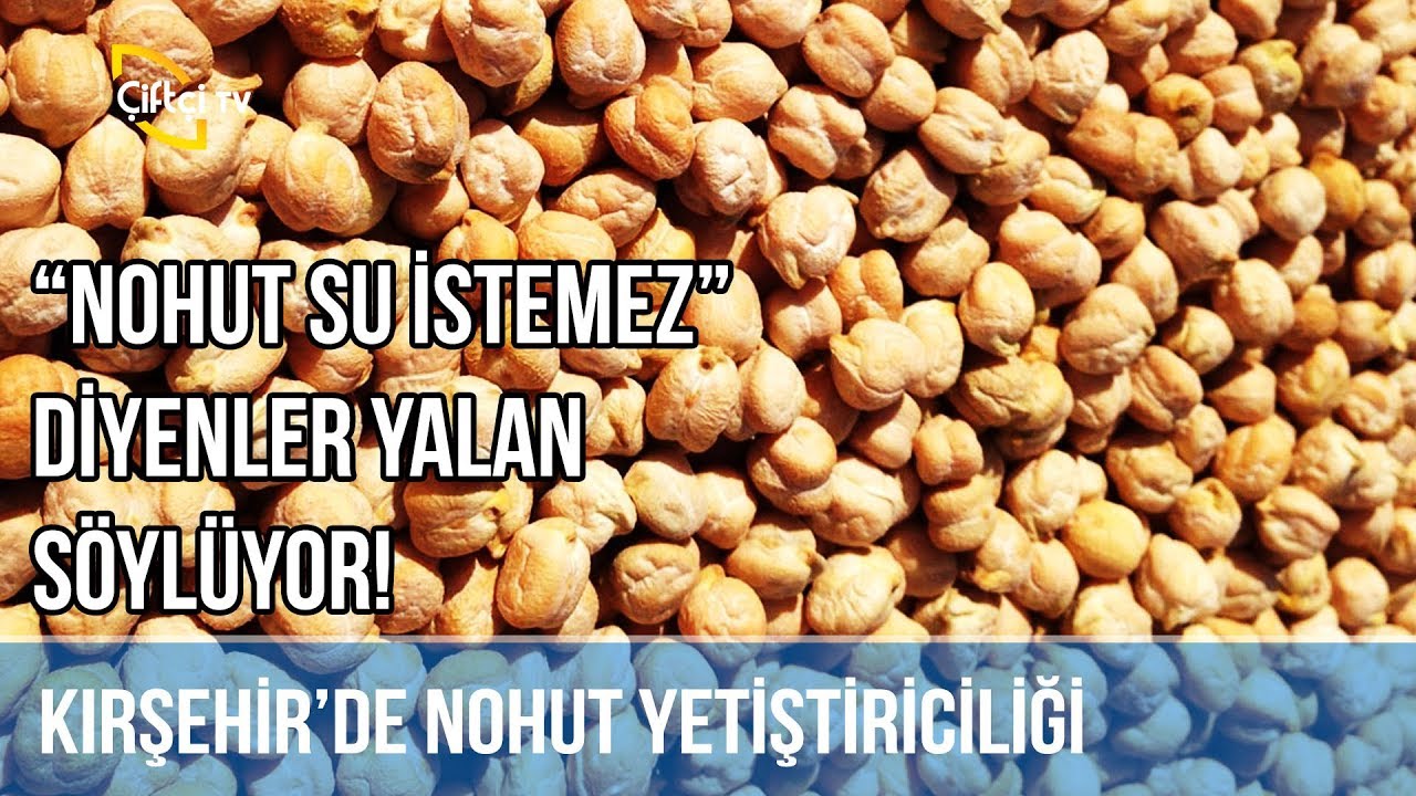 Nohut Su İstemez Diyenler Yalan Söylüyor! -Tarla Bitkileri
