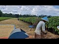 FARMERS’ DREAM TOOL: FAST RICE GRAIN SEPARATION TECHNOLOGY!-agriculture farming