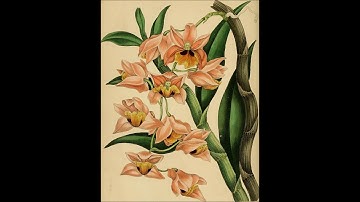 Mendelssohn: String quartet op. posth,  Eroica Quartet