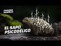 ¿Por qué la gente esta fumando el veneno del sapo bufo?