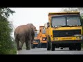 A big fierce elephant comes on the road and people get scared...