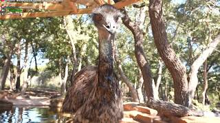 Download lagu Recreating an Animal Sanctuary in Planet Zoo 2