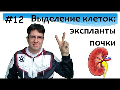 Выделение клеток почек мыши. Почки. клеточная культура. Метод эксплантов. Прокопюк