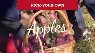 Lyman Orchards Apples, Pumpkins and Cornmaze 2018