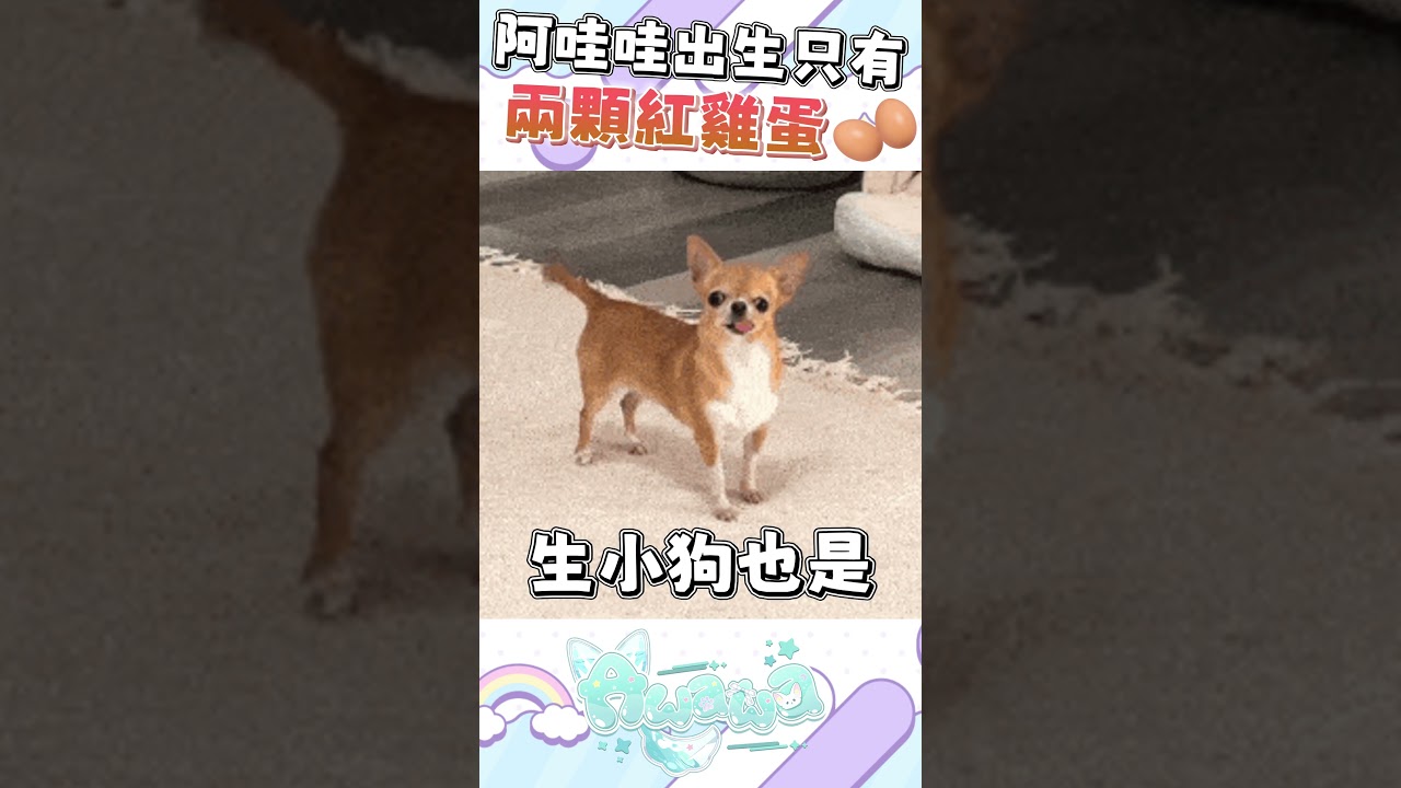 【直播精華】聽說生寶寶就有兩顆紅雞蛋可以吃?#馬來西亞vtuber #新人vtuber #meme #shorts | MYViki