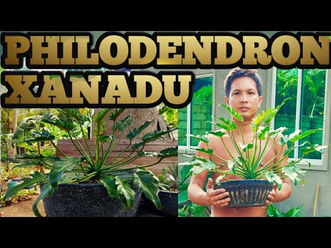 Video: Kongo Rojo filodendrų priežiūra: augantis filodendras Kongo Rojo