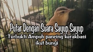 DENGAN SUARA SAYUP SAYUP TERBUK MANJUR UNTUK TERAPI KERAK BASI ALIS HITAM GACOR DOR