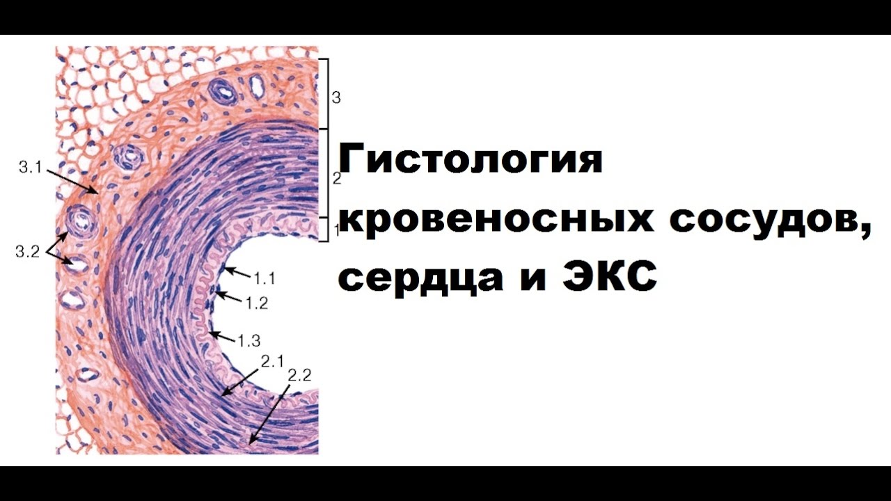 Общий план строения стенки кровеносных сосудов гистология