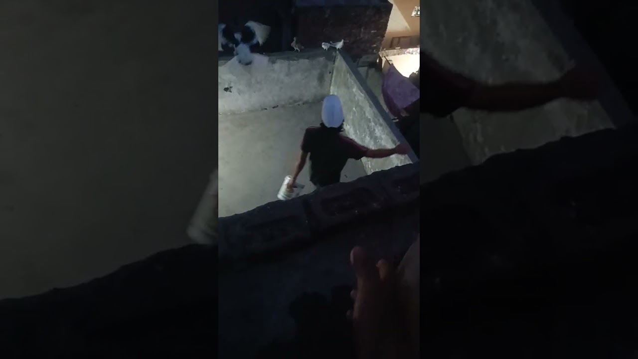 anshere ki kabootar bazi ka shok raat ko 9baje naye kbutar khole 