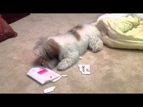 Mikko Ripping up a Pantyhose Box