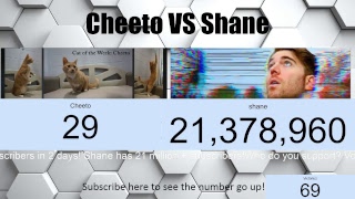 Shane dawson's cat vs dawson live sub count: who will have the
victory?