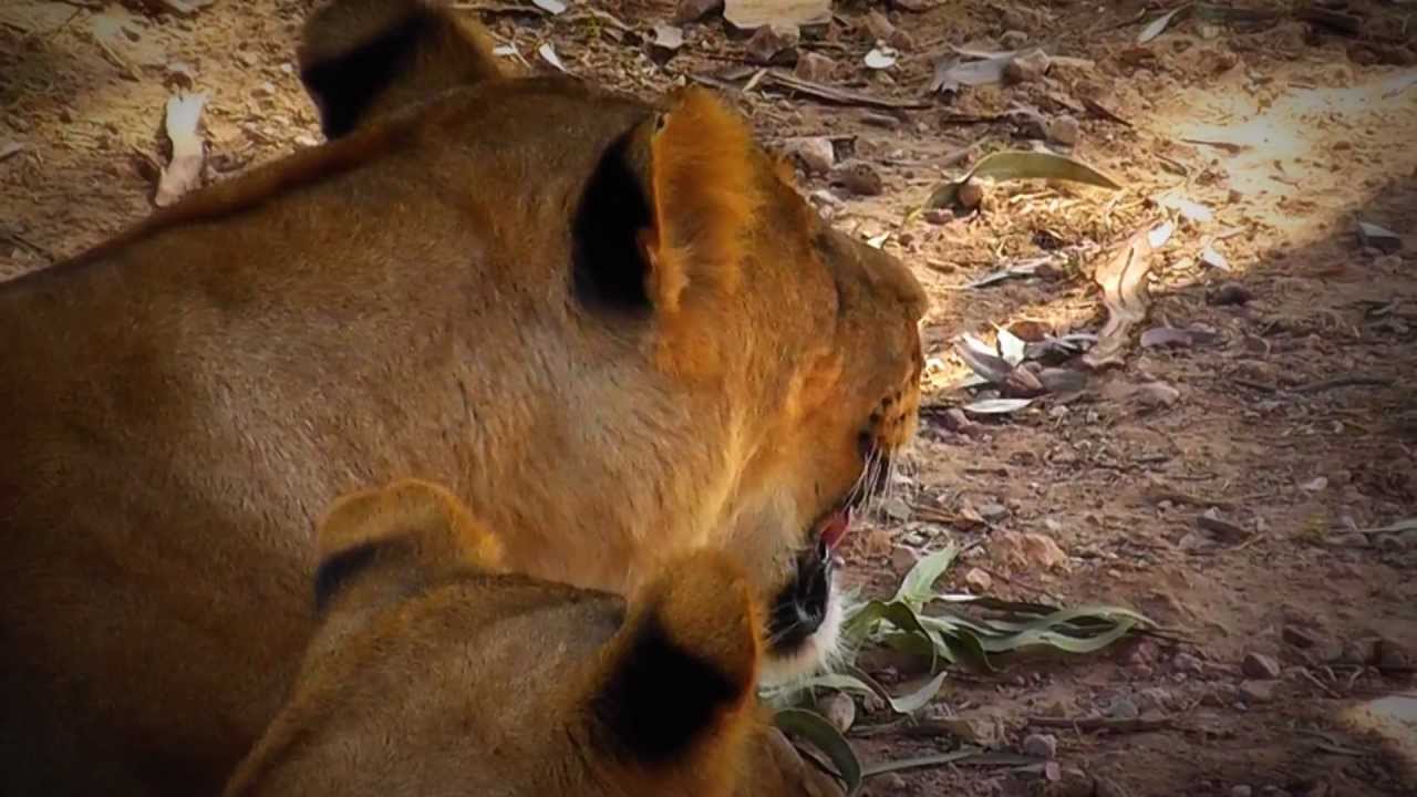 Friguia Park Zoo in Tunisia (HD)