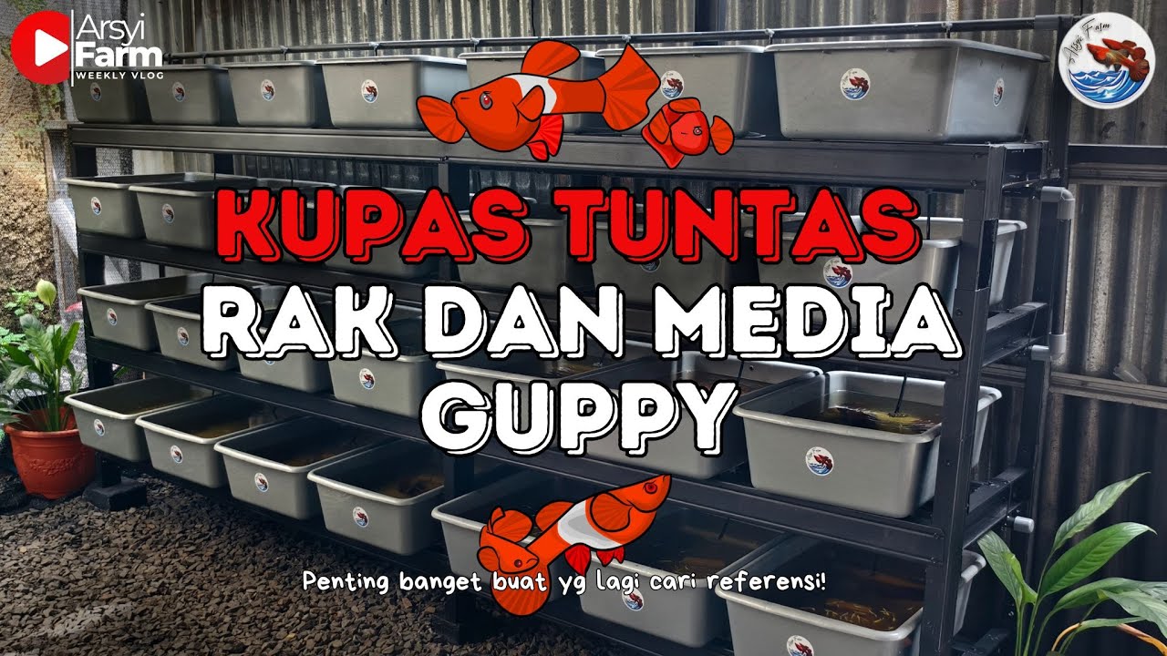 SIMPLE BGT, 3 METER UDAH DAPET 28 MEDIA GUPPY‼️
