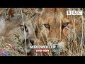 Puma mum risks serious injury hunting guanaco for hungry cubs  seven worlds one planet  bbc earth