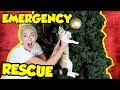 Emergency rescue for my kitten from christmas tree  nicole skyes