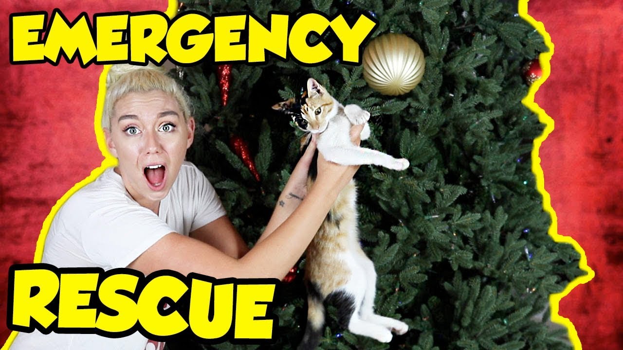 EMERGENCY RESCUE FOR MY KITTEN FROM CHRISTMAS TREE! NICOLE SKYES