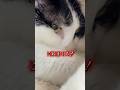 情熱大陸に取り上げてもらえました！ルイのパン屋さんごっこ🍞②#保護猫 #shorts #猫のいる暮らし #飛騨高山#shorts