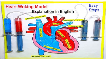 heart working model with syringes explanation in english  @craftpiller  | howtofunda