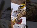 Evening and Pine Grosbeaks #birds #naturetv #nature