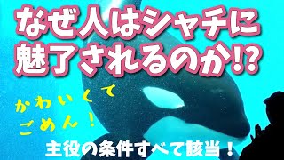 なぜ人はシャチに魅了されるのか？【人を引き付ける条件を解説】