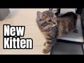 Exciting News! We adopted a new kitten!