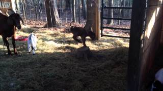 Baby Goats 1 Dec 14 by Henny Penny 27 views 9 years ago 1 minute, 1 second