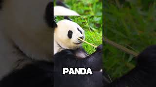 Animals That Wont Exist In 2026...