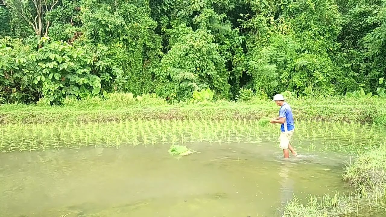 aktivitas seorang petani di persawahang yaitu pindah tanam 