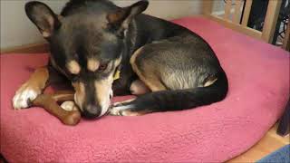 Benebone Review for Chewy com