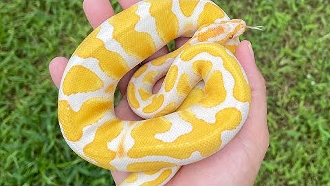 How To Make Dreamsicle Ball Pythons! The Cheapest Way & Most Expensive Way