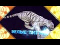 С 24 июля 2021, ВПЕРВЫЕ в Самарском цирке КАЛЕЙДОСКОП ФАНТАЗИЙ &quot;Шоу Белых Тигров&quot;