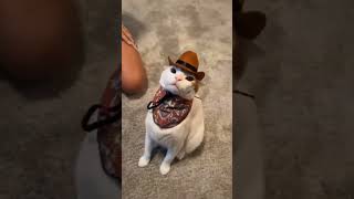 funny cat by Pet Parents Club No views 6 months ago 1 minute, 1 second