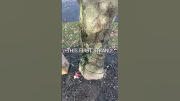 How the pros wrap trees with Christmas Lights