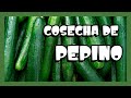 COSECHANDO PEPINO