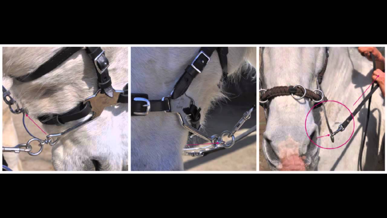 De 5 redenen voor de Bitless Art of Riding Cavemore - NDL