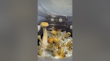 Sốc với tốc độ nấm mọc #shorts