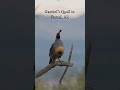 Gambel's Quail in Portal, Arizona. Favorite shot from my Portal, AZ birding adventure  #birding