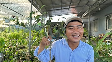 Cây vải không hạt trồng có dễ ra trái không? -Hoa kiểng Cái Mơn - Ngọc Ngân Bến Tre 0386569374