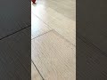 What Unique Sounds Emerge from Dropping Colorful Marbles? #ASMR #MarbleSounds #VisualSatisfaction
