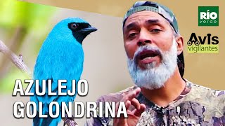 Azulejo Golondrina - Avis vigilantes - Río Verde